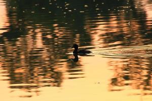 o ganso selvagem flutua no lago noturno enquanto a luz dourada reflete na bela superfície da água. foto