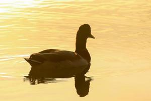 o ganso selvagem flutua no lago noturno enquanto a luz dourada reflete na bela superfície da água. foto