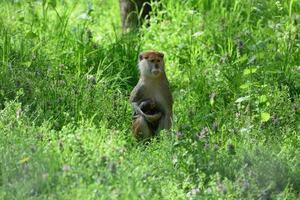 uma macaca está alimentando seus filhotes no meio da floresta. macaco bebê está mamando leite de sua mãe foto