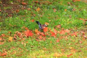 garrulus glandarius. pássaro em cores de outono. a natureza selvagem da alemanha. outono bonito e colorido. foto