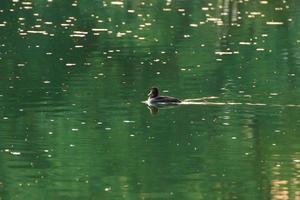 patos selvagens no lago perto do rio Danúbio, na alemanha. vista através da grama foto