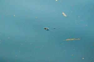 libélula se afogando na água do lago foto