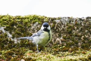 chapim grande, parus major, nas folhas de árvore de outono no parque foto