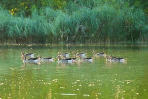 patos selvagens no lago perto do rio Danúbio na alemanha foto
