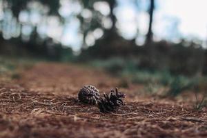 sementes de pinheiro na superfície da estrada foto