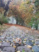 paisagem de outono perto do rio danúbio, cidade de regensburg, europa. caminhando pela floresta em um dia nublado. foto