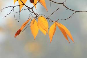 close-up de folhas de bordo durante o outono foto