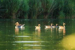 patos selvagens no lago perto do rio Danúbio na alemanha foto