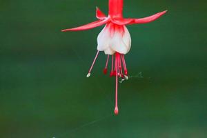 fuchsia hybrida em estufa, regensburg, alemanha foto