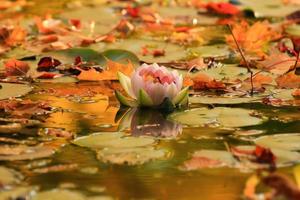 folhas pitorescas de nenúfares e folhas de bordo coloridas na água na lagoa, temporada de outono, fundo de outono foto