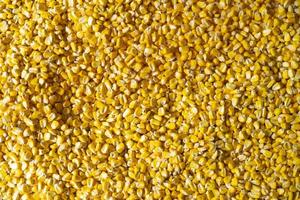 textura de milho crioulo foto