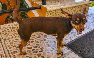 retrato de cachorro terrier de brinquedo russo parecendo brincalhão e fofo México. foto