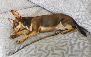 retrato de cachorro terrier de brinquedo russo enquanto está cansado e dorme no méxico.