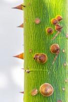 jovem verde linda sumaúma ceiba árvore com picos méxico. foto