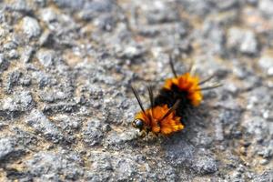 maravilhosa lagarta peluda laranja e preta no asfalto costa rica. foto