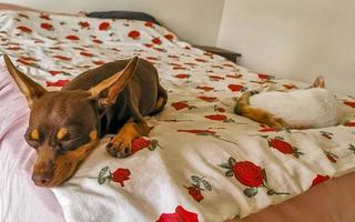 gato branco e cachorro marrom descansam no sofá do sofá. foto