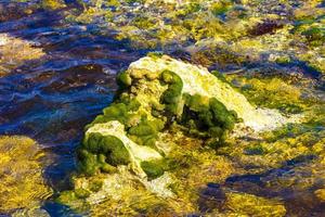 pedras rochas corais algas turquesa água colorida na praia méxico. foto