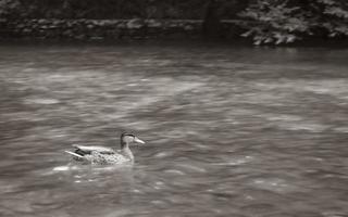 pato nadando rápido no parque nacional dos lagos plitvice de águas turquesas. foto