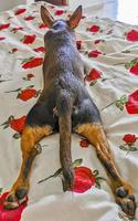 retrato de cachorro russo toy terrier enquanto cansado dorme engraçado méxico.