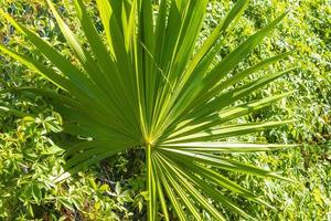 a praia do caribe planta palmeiras na selva floresta natureza méxico. foto