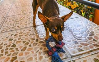 retrato de cachorro terrier de brinquedo russo parecendo brincalhão e fofo México. foto