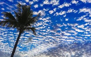 nuvens macias do céu azul e palmeiras sombreadas no méxico. foto