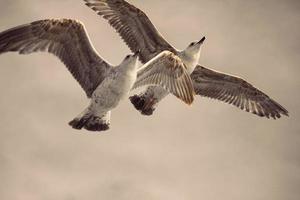 uma captura de gaivotas voadoras foto
