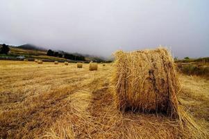 paisagem no verão foto