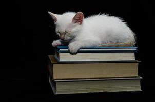 gatinho branco nos livros foto