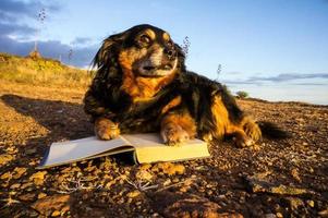 cão com um livro foto