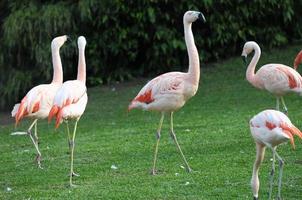 flamingos no zoológico foto