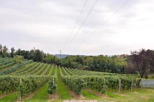paisagem de vinhedos em roma na itália foto