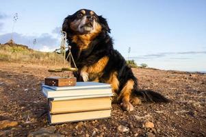 um cachorro com livros foto