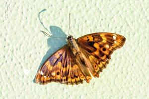 borboleta na parede foto