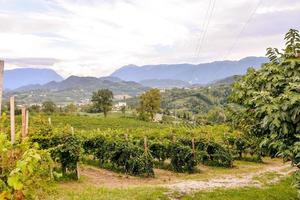 paisagem de vinhedos em roma na itália foto