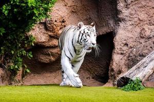 tigre branco em um zoológico foto