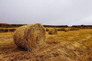 paisagem no verão foto