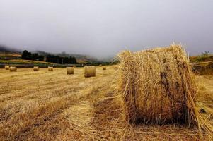 paisagem no verão foto