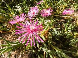 bela flor close-up foto