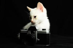 gatinho branco com uma câmera foto