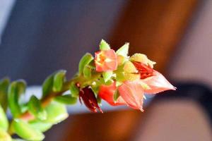 bela flor close-up foto