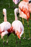 flamingos no zoológico foto