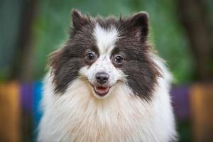 cão spitz pomeranian no jardim, fechar o retrato do rosto foto