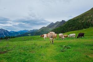 vacas nas pastagens dos Alpes italianos foto