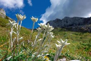 grupos de flores de montanha edelweiss nas montanhas de calcário foto