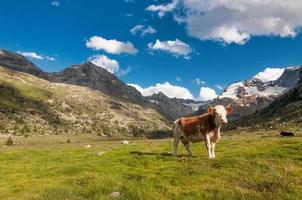 vaca solitária pastando nos Alpes italianos foto