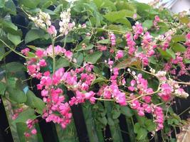 lindas flores rosa brilhantes com abelhas pela manhã no fundo da natureza. glorioso antigonon leptopus, trepadeira mexicana, videira coral, arbusto de abelha ou videira san miguelito. foto