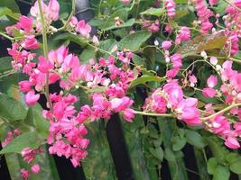 lindas flores rosa brilhantes com abelhas pela manhã no fundo da natureza. glorioso antigonon leptopus, trepadeira mexicana, videira coral, arbusto de abelha ou videira san miguelito. foto