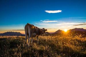 vaca comendo em uma montanha ao pôr do sol foto