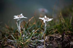 a protegida flor da montanha edelweiss um casal foto